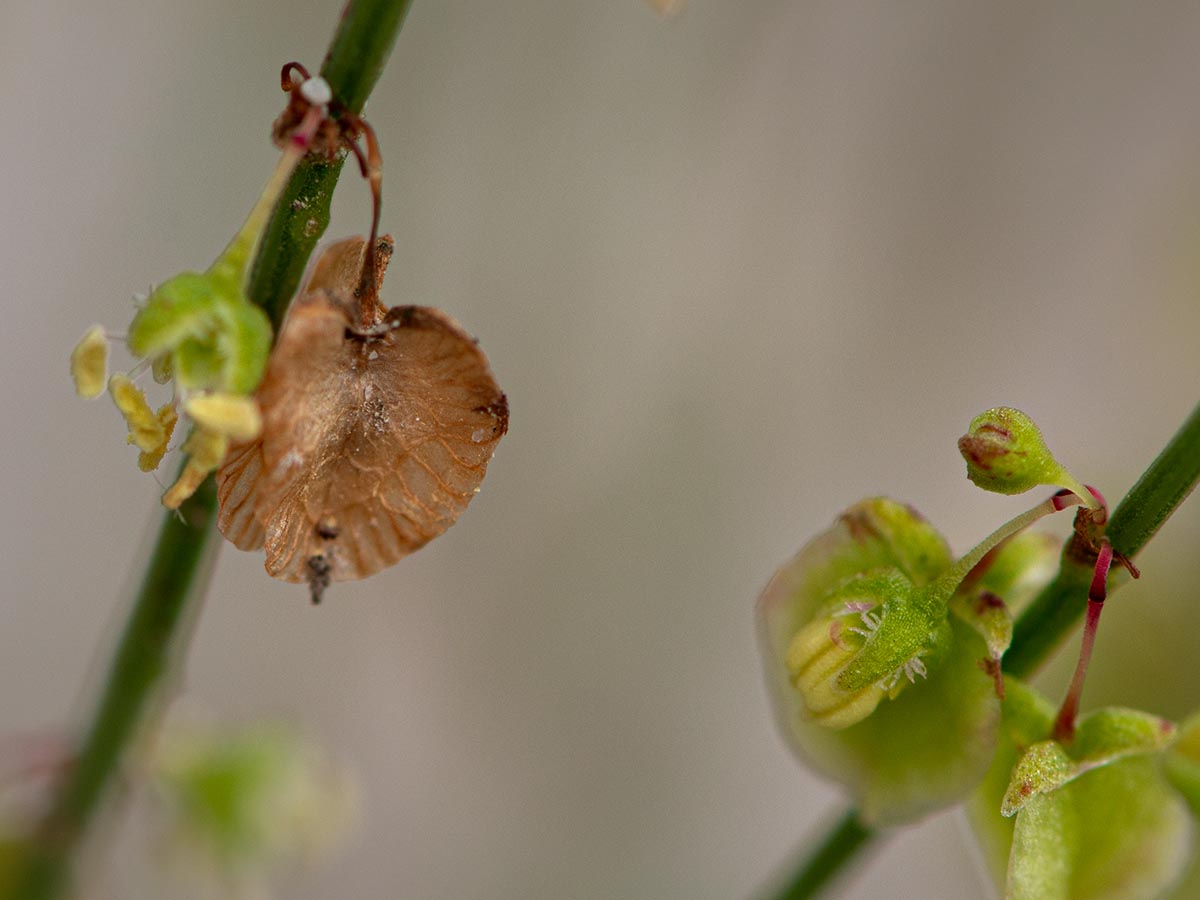 Frucht und Bl&uuml;ten